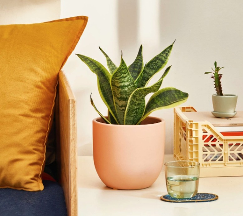 Snake plant in peach colored planter