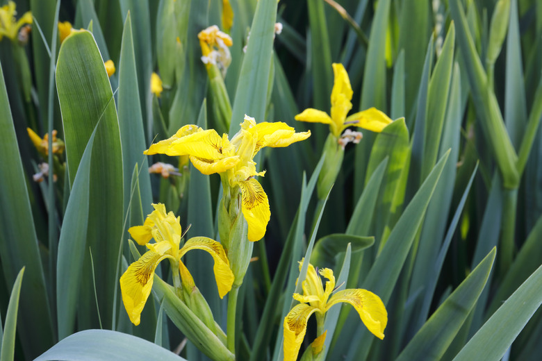 Yellow flag irises green leaves in water