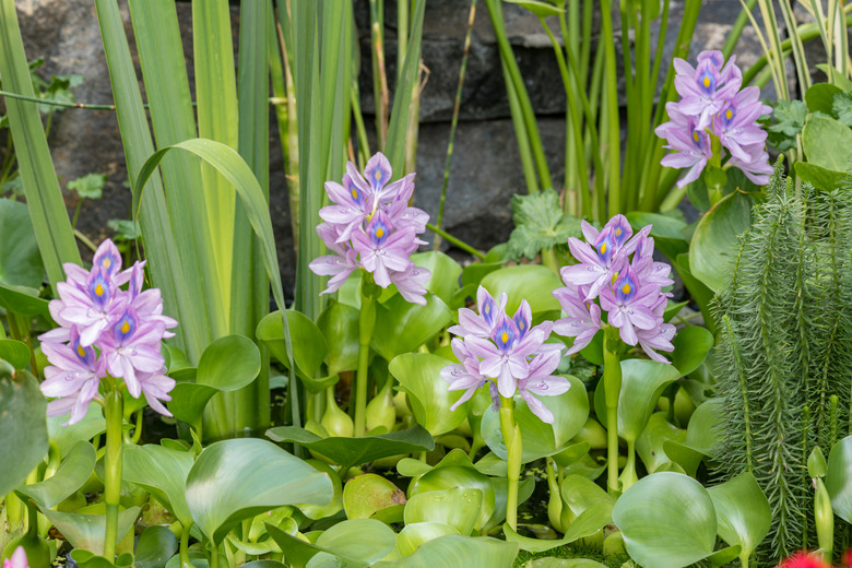 Flower Water Hyacinth blooming