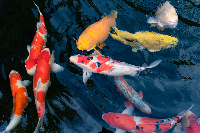 Colorful fancy carp fish, koi fish