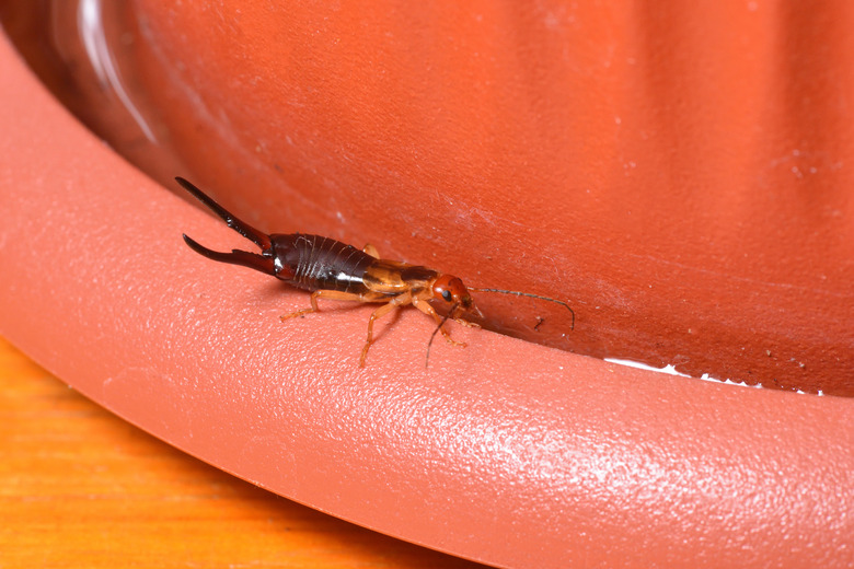 The insect earwig lived in a flower pot of the house