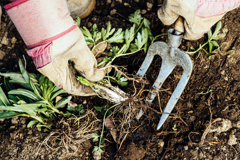 Removing weeds from the garden.