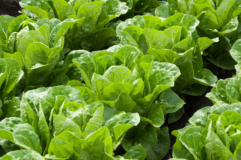 lettuce in rows in the vegetable garden