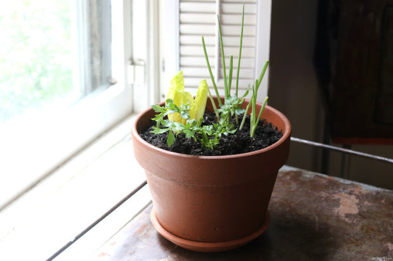 Edible Kitchen Garden