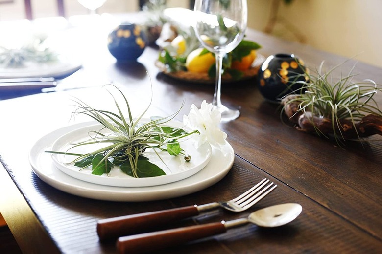 air plants on dinner table