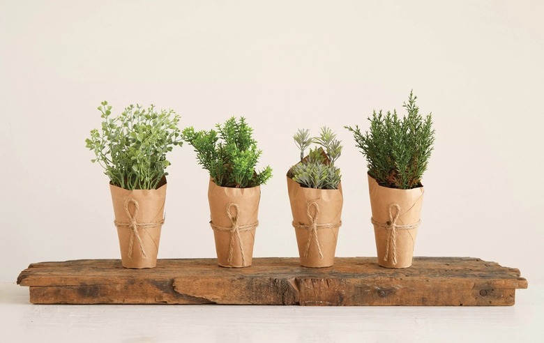 plants on a shelf