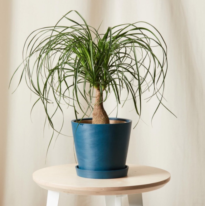 Ponytail Palm