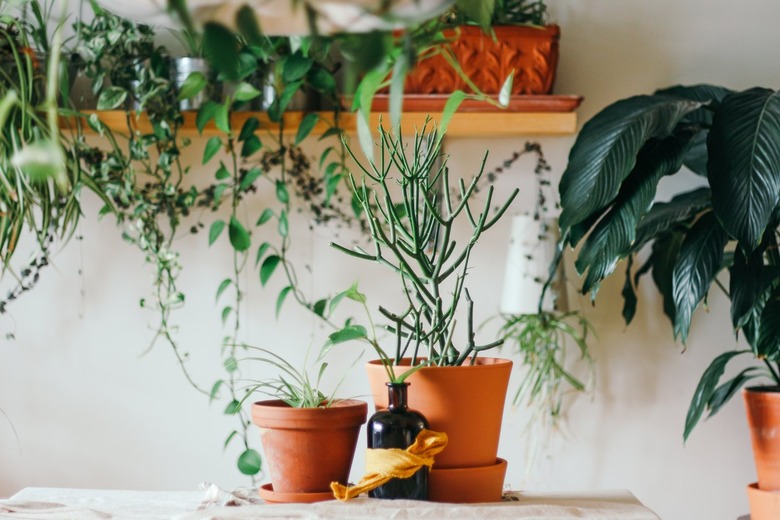 A table topped with plants in terra cotta pots and a shelf covered in plants in the background.