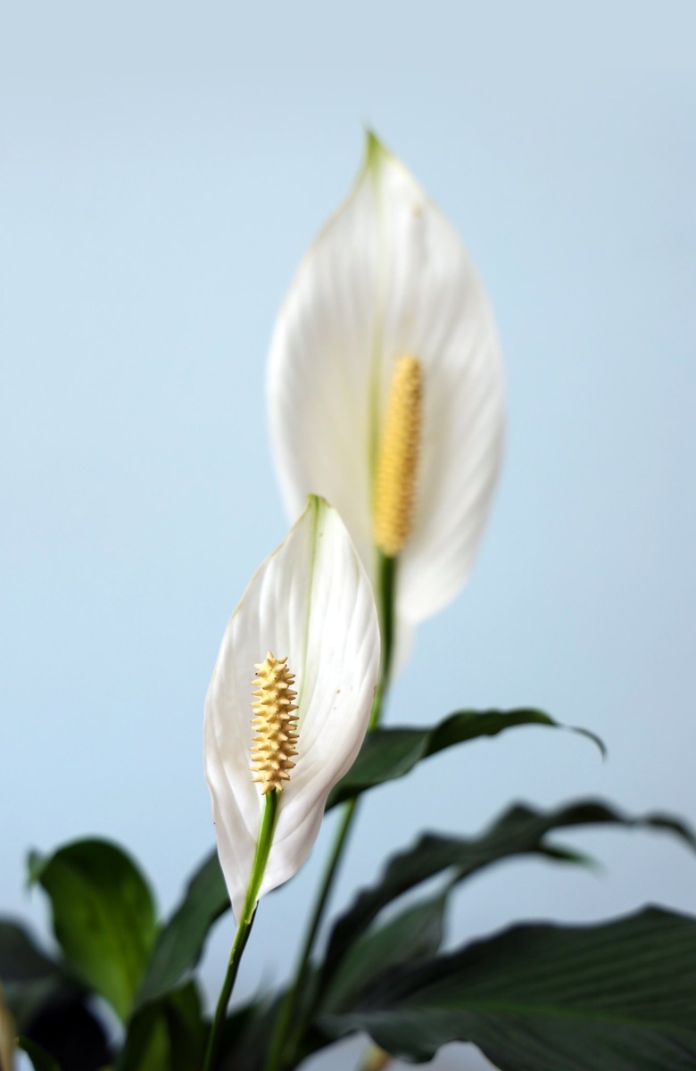 Two white peace lily flowers with a light blue background.