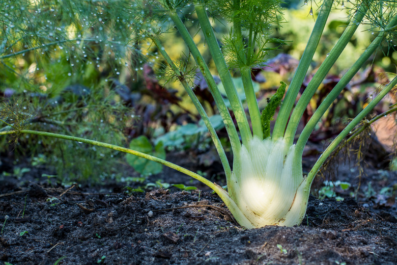 Fennel plant growing in the garden