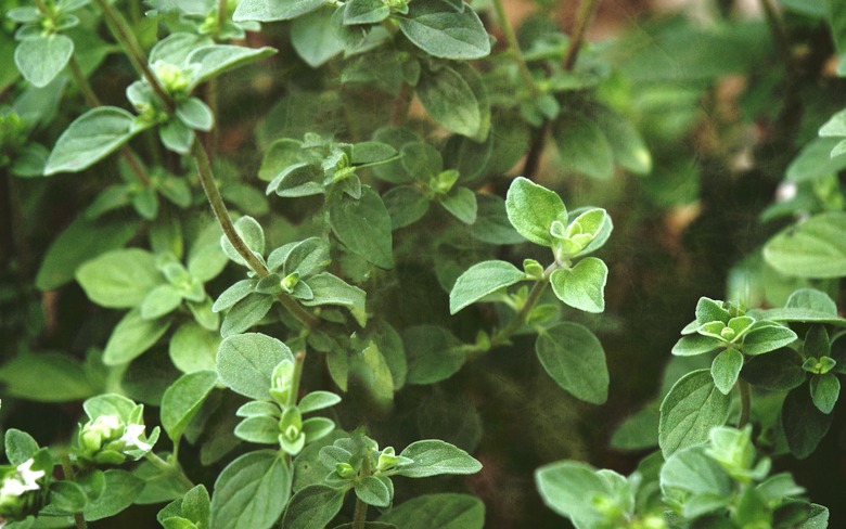 High Angle View Of Oregano Plants