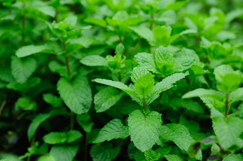 green mint plant in growth at vegetable garden