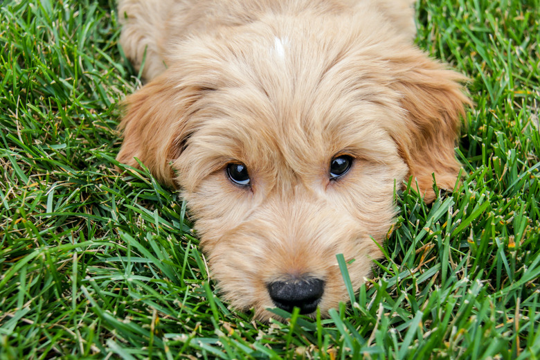 Multigen Goldendoodle