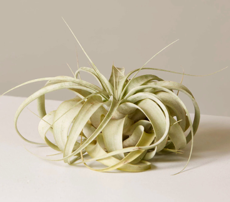 air plant