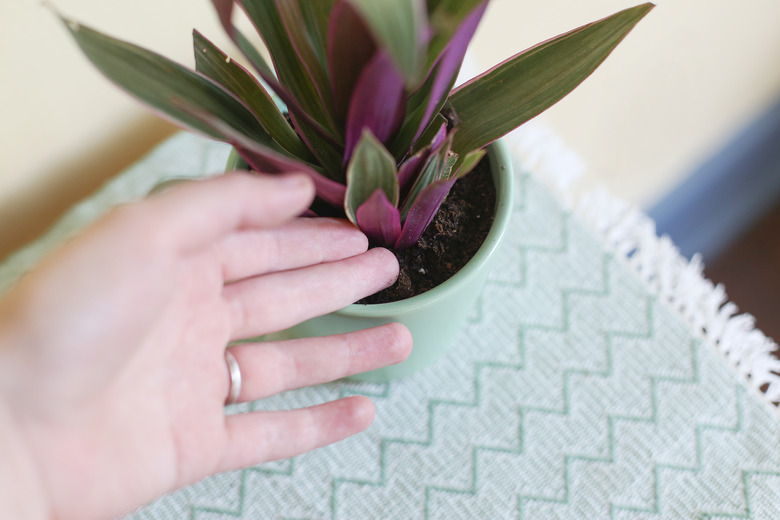 Plant Care for Moses-in-the-Cradle