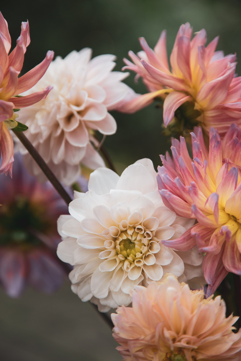 Pink flowers