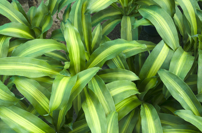 Dracaena fragrans 