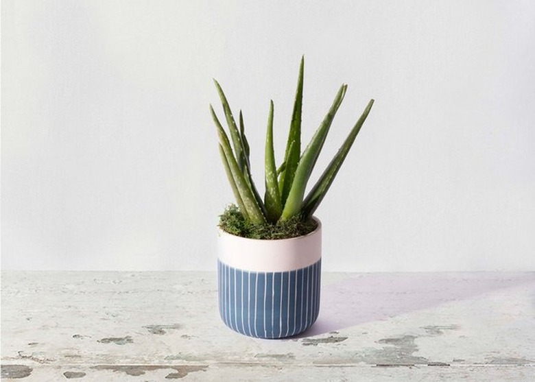 best places to shop for plants online