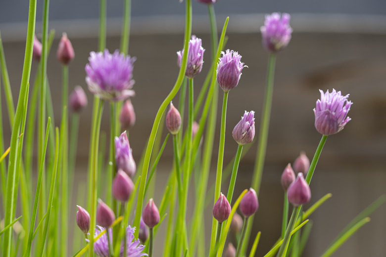 Chives in spring.