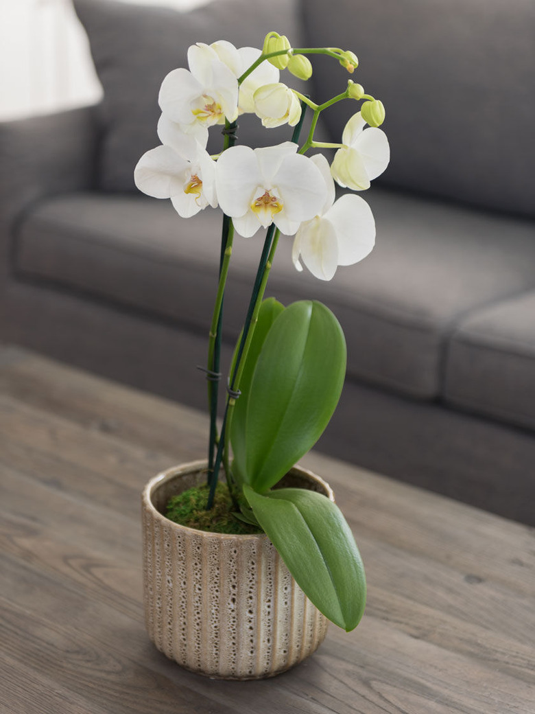 Moth Orchid