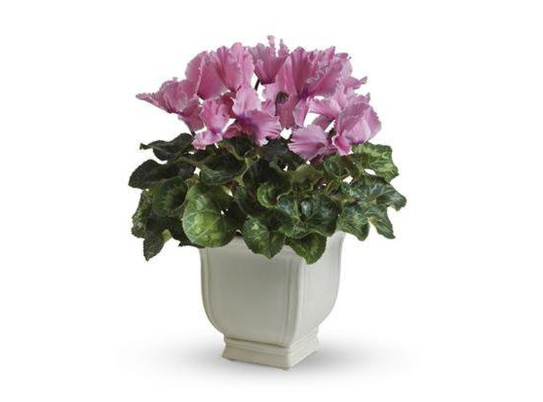 Cyclamen plant in white planter