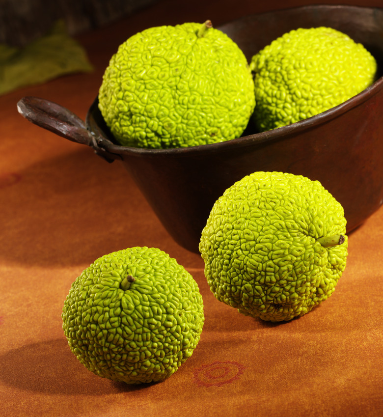 Osage Orange