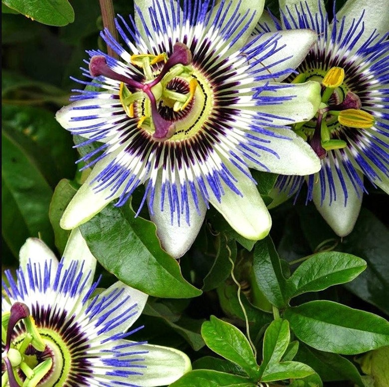 Passion Flower Plant