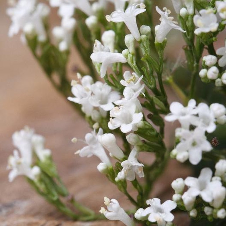 Valerian plant