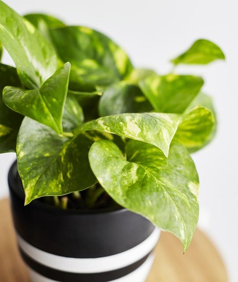 Golden Pothos