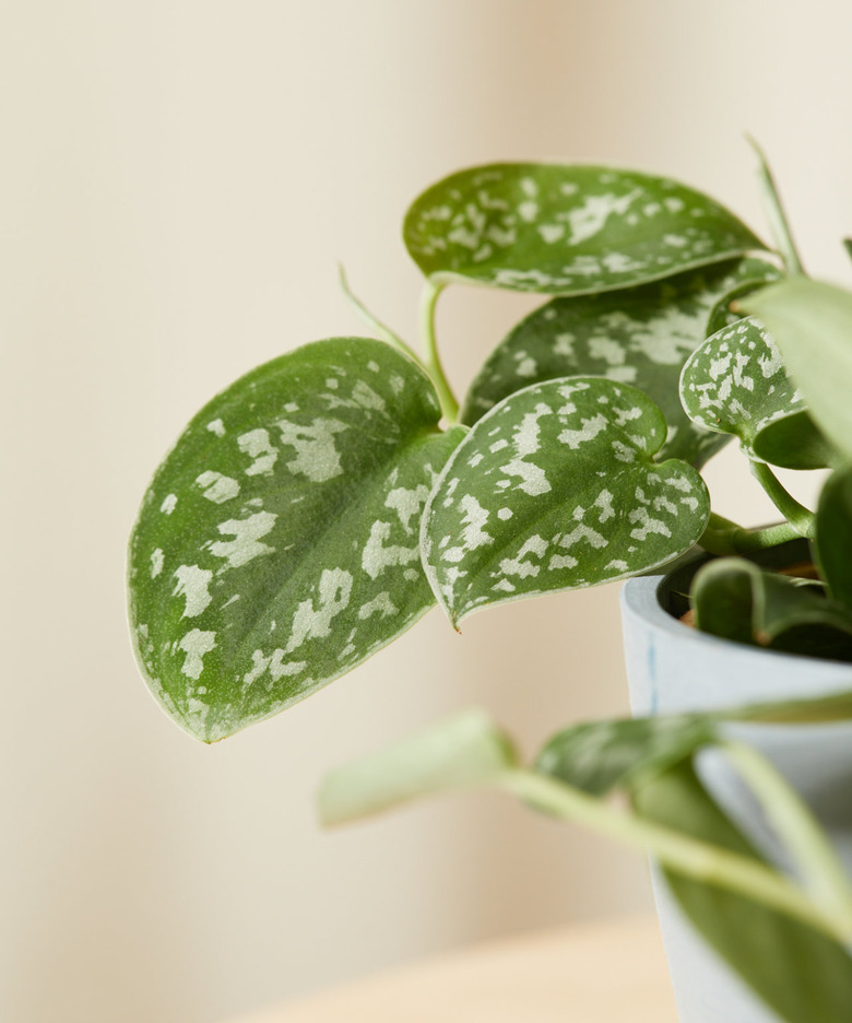 Silver Pothos plant