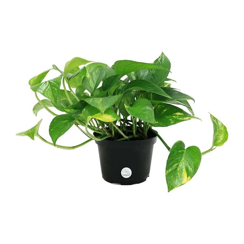 Costa Farms Golden Pothos Plant