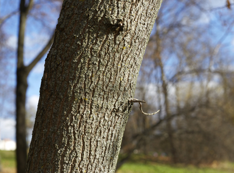 the trunk of a poplar