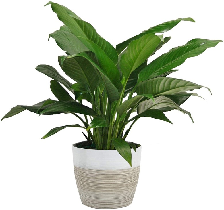 Costa Farms Spathiphyllum Peace Lily