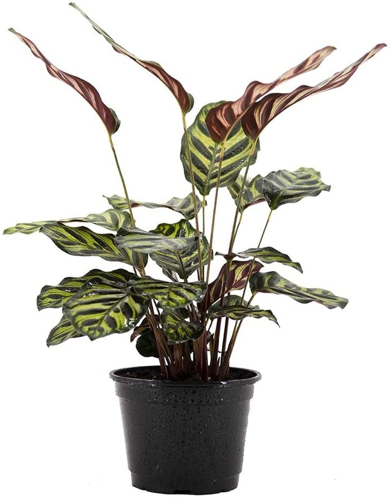 American Plant Exchange Calathea Makoyana Peacock Prayer Plant