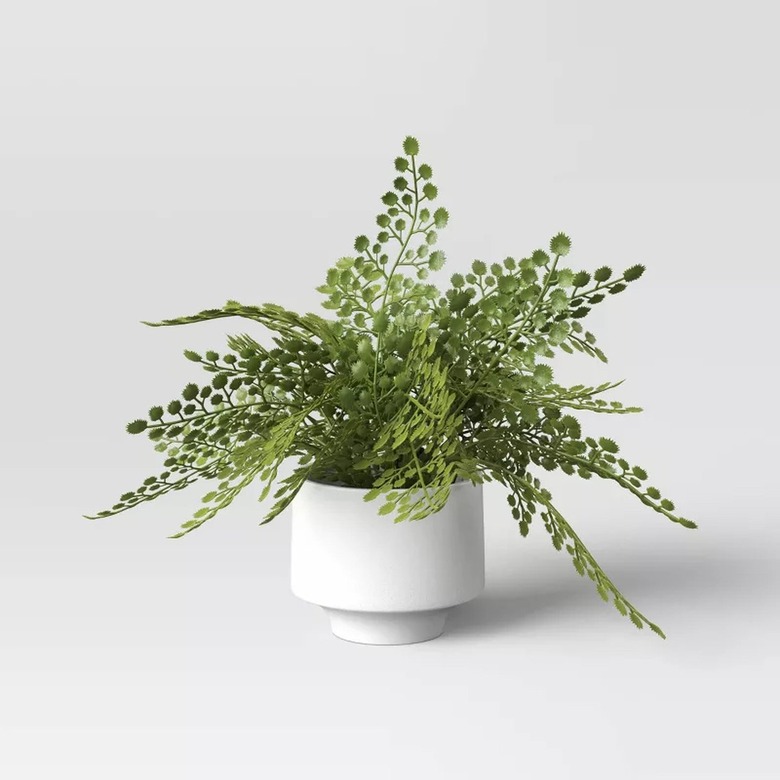 Threshold Small Fern in Modern Pot