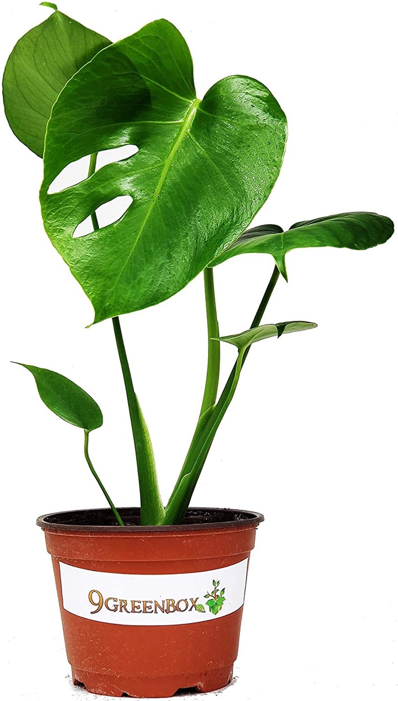 JM Bamboo Split Leaf Philodendron Monstera