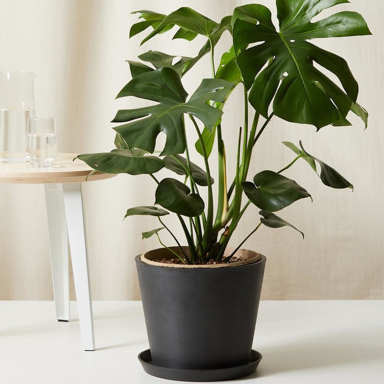 Monstera Plant