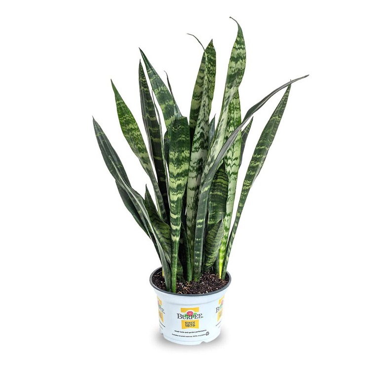 Burpee Black Coral Snake Sansevieria