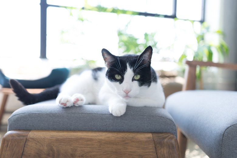 cat sitting on a chair