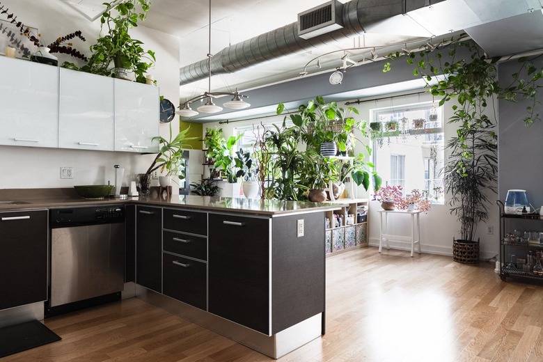 Brown kitchen unit with white overhead cabinets and brown island, with several large potted plants around the room with wood floor