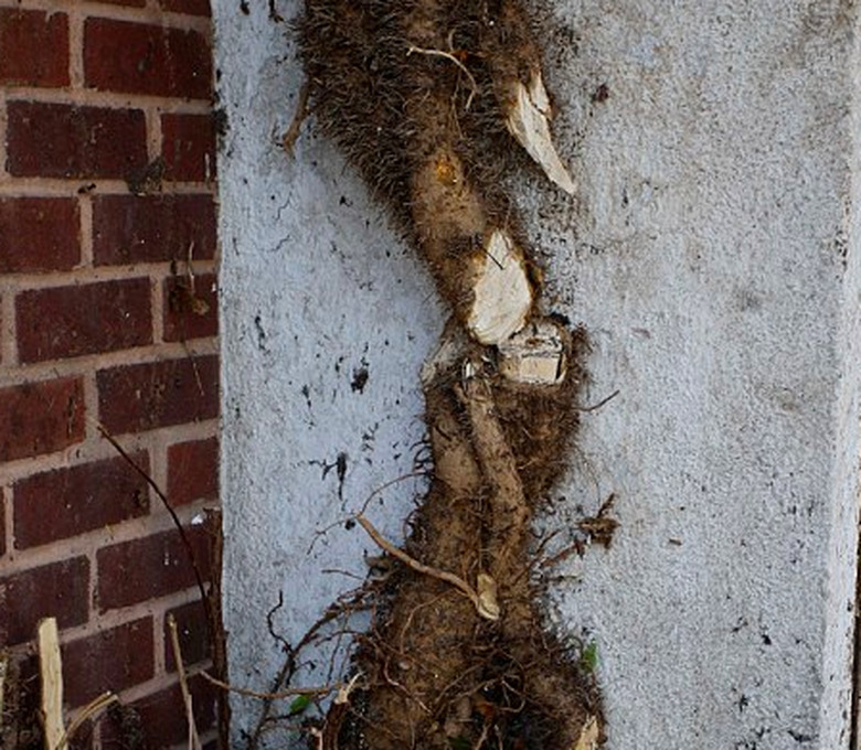 Vines stuck to concrete.