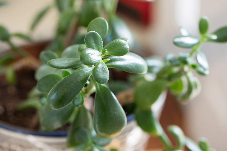 jade plant