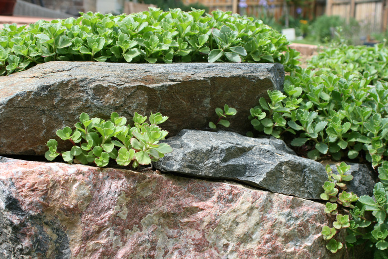 Stone wall with Dragon's Blood planted in it.