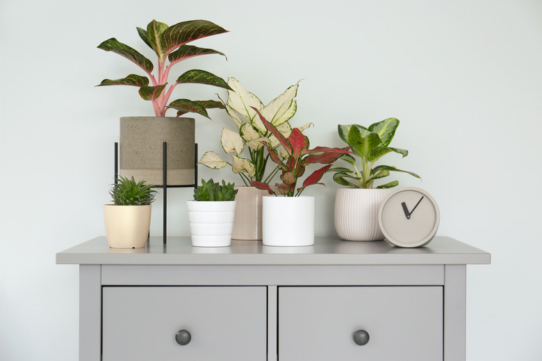 Different houseplants on chest of drawers.