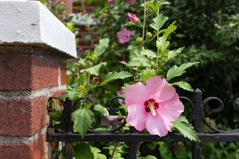 Beautiful Pink Hibiscus Flower in a Home Garden with a Fence during Summer in Astoria Queens New York