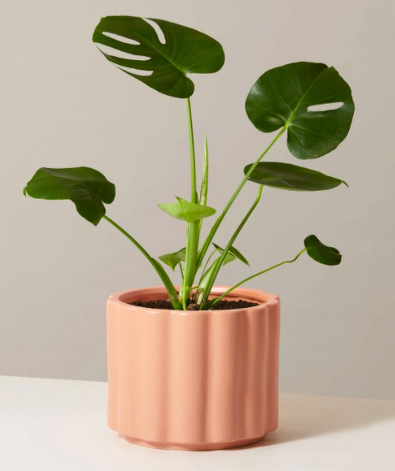 Monstera plant in peach planter