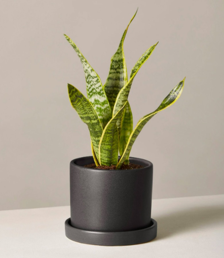 Snake plant in black planter