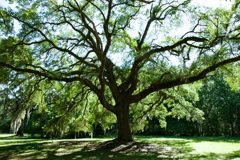 Bare tree in park