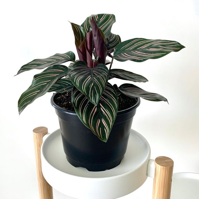 Pinstripe Calathea Plant on small white table