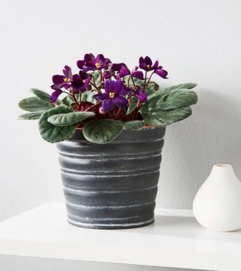 African Violet Plant